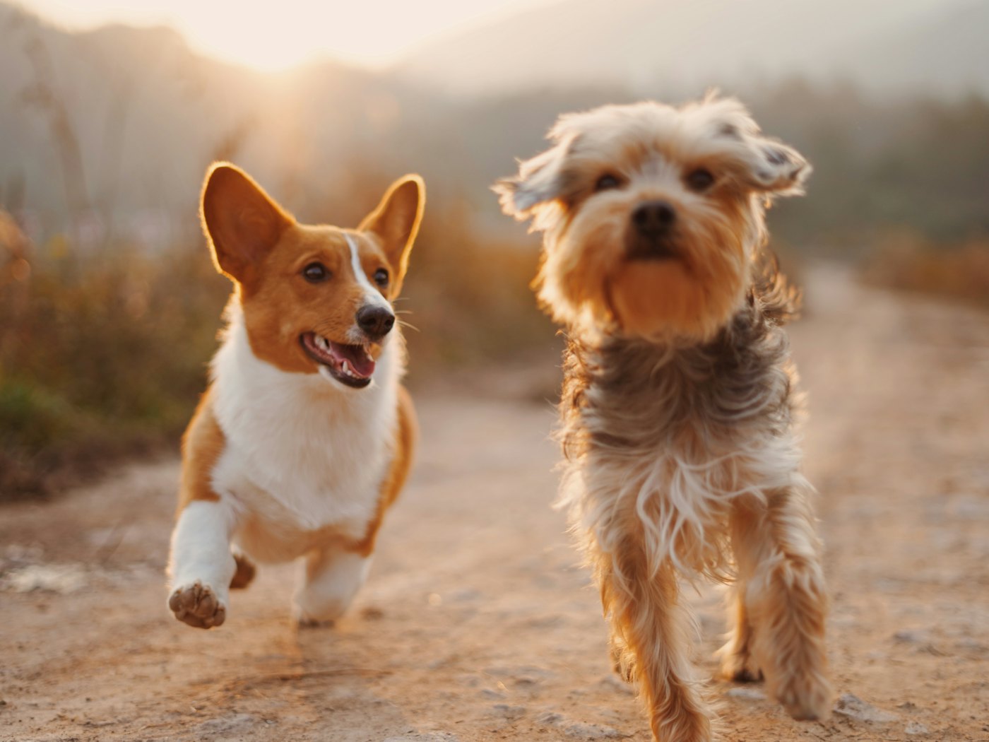 Dos perros paseando por un camino de tierra al atardecer
